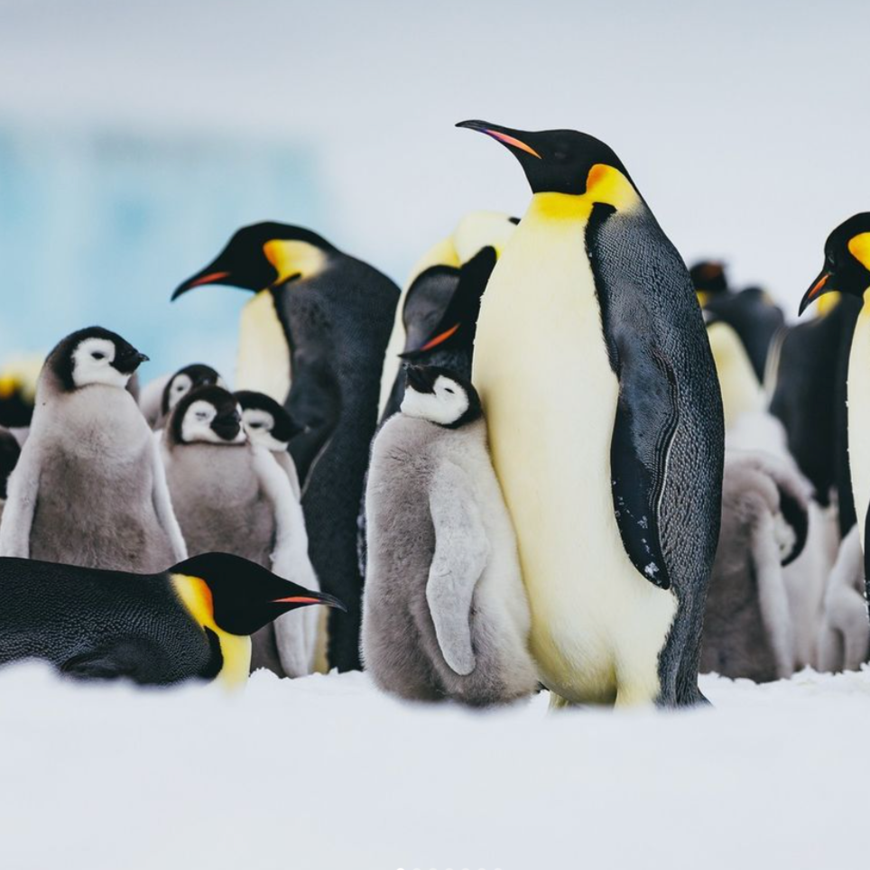 Journey To Antarctica